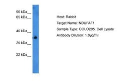 NDUFAF1 Rabbit anti-Human, Polyclonal, Novus Biologicals 0.1ml; Unconjugated:Antibodies,